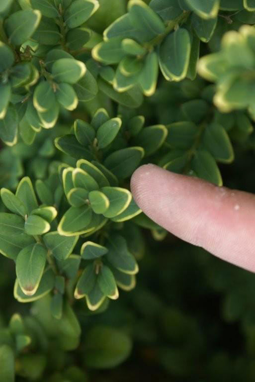 De gele randjes tonen dat deze buxus een gebrek heeft aan kalk