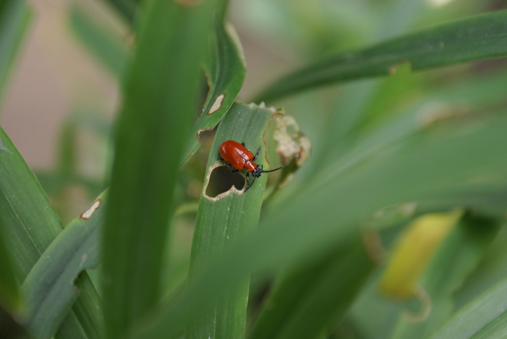 Insecten