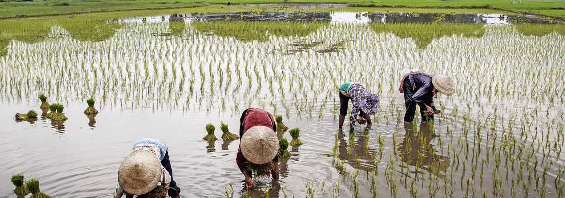 Mensen met brede hoeden werken gebukt tussen de jonge planten in een rijstveld vol water.