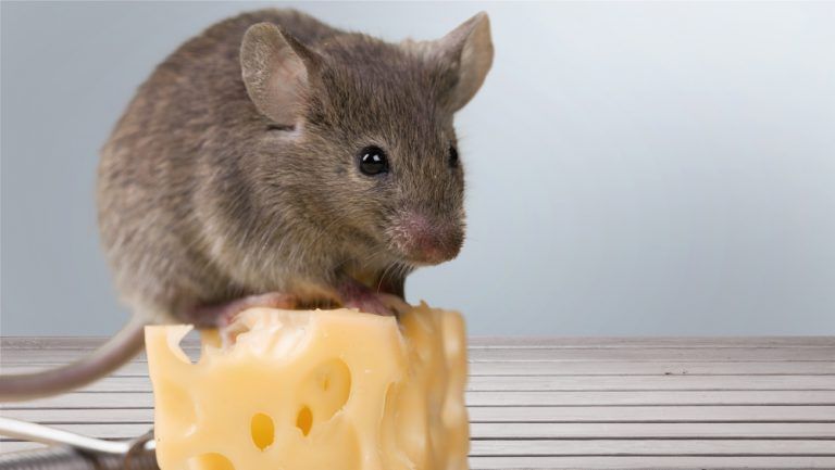 wenen- muis eet kaas.jpg