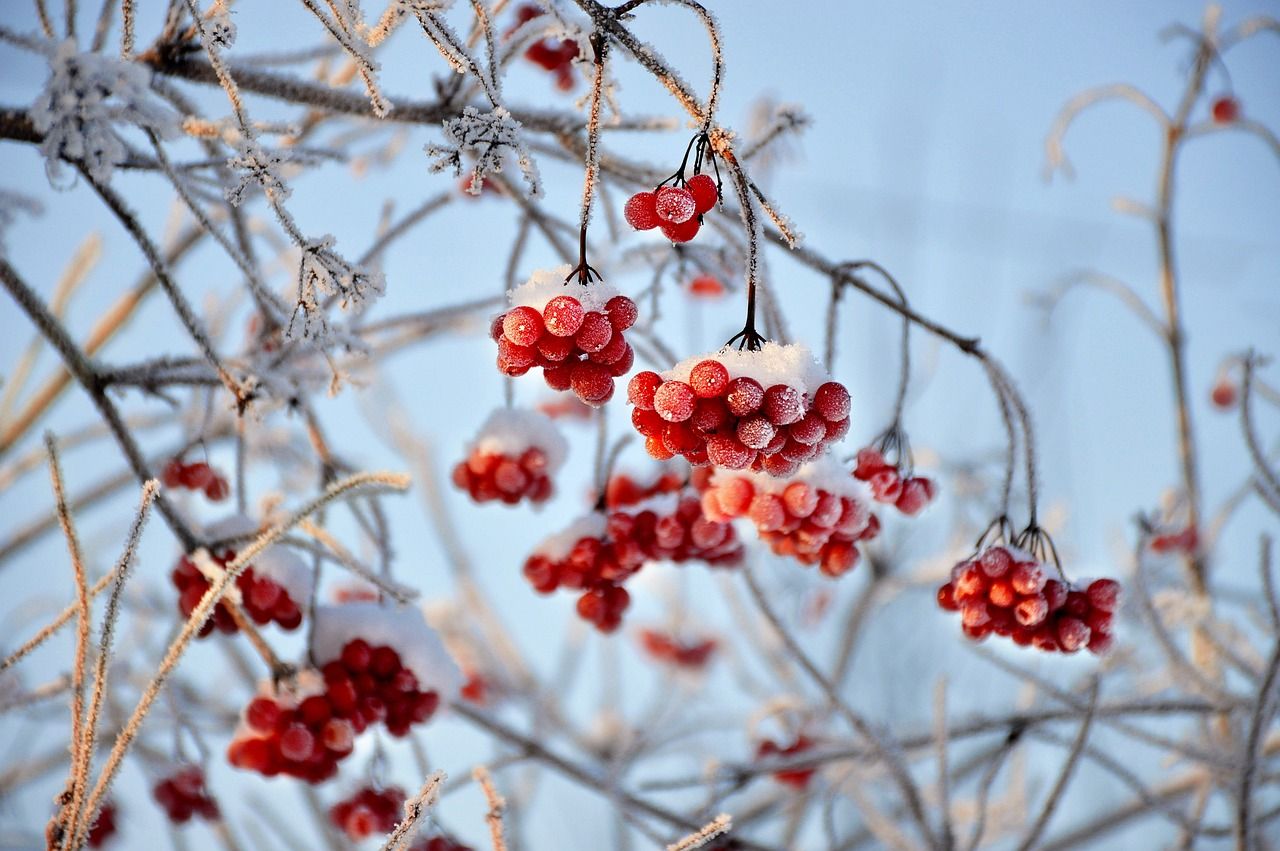 winter1.jpg